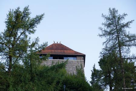 Fotogalerija nedelja, 11. avgust 2024 (30)